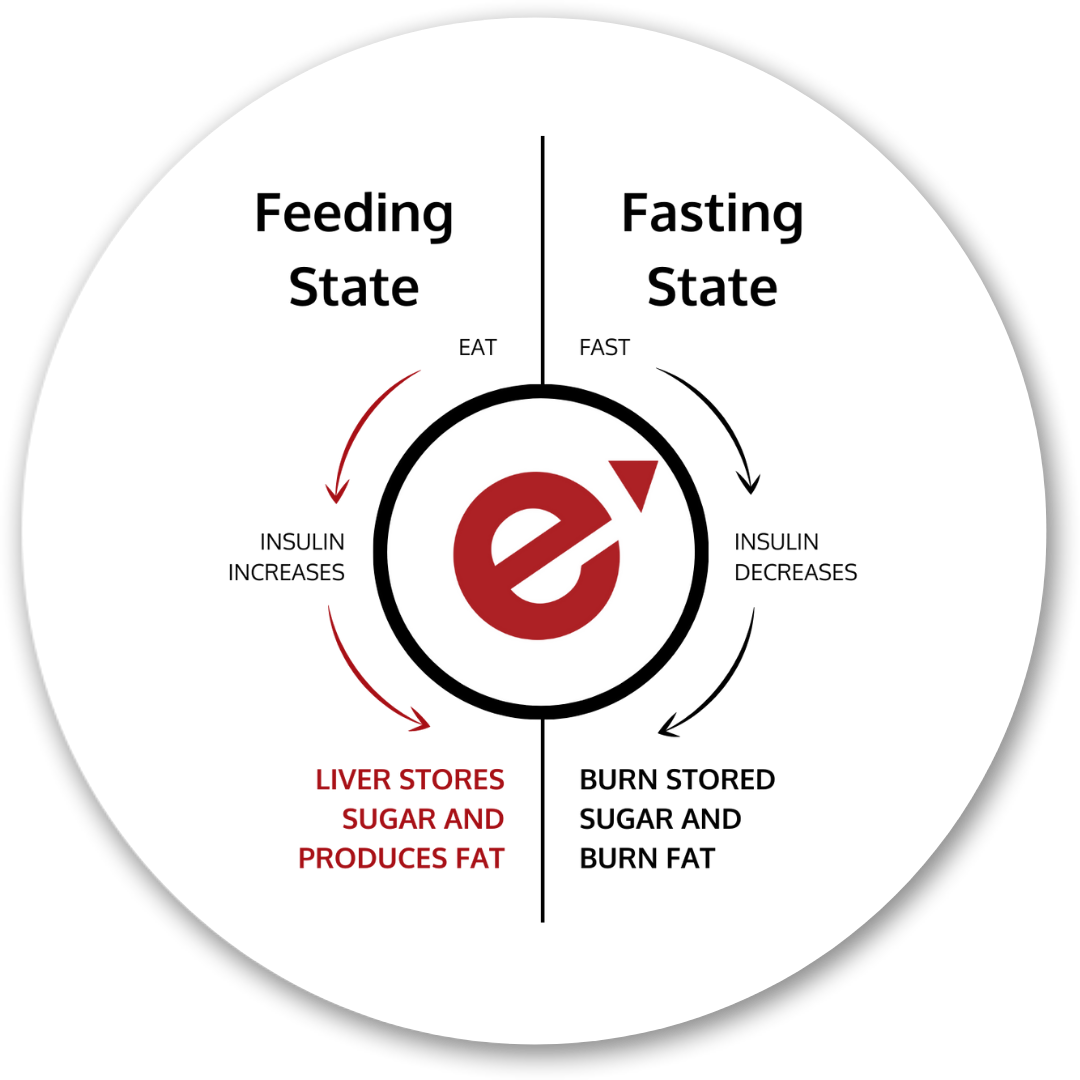 diagram showing feeding and fasting state. the key to burn belly fat. 